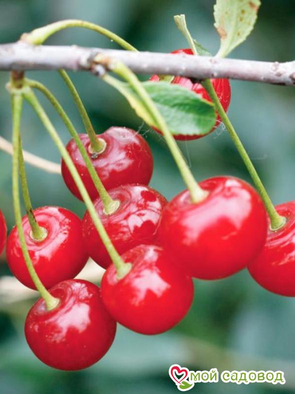 Вишня Натали