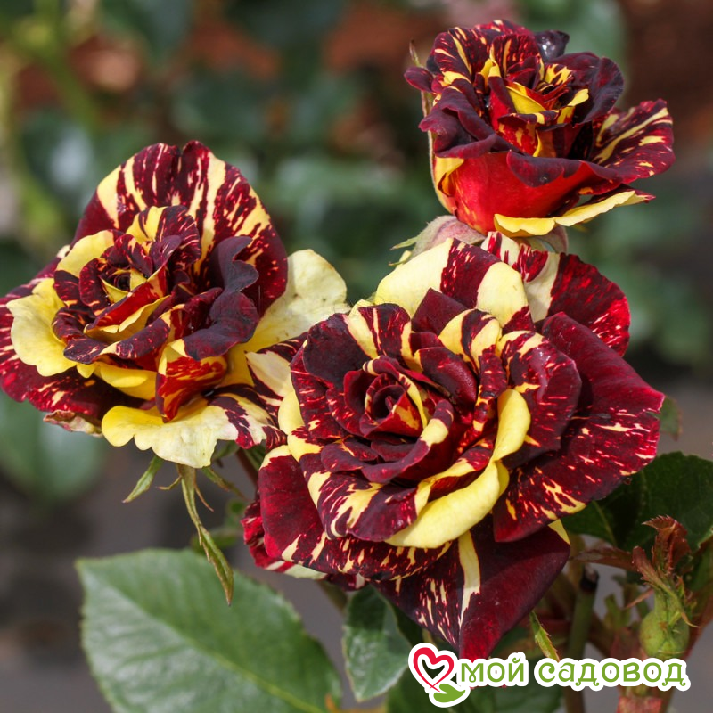 Роза Абракадабра