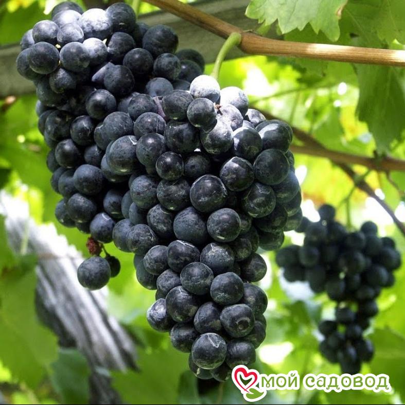 Виноград Мускат Блау