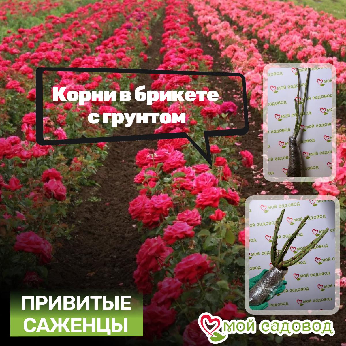 Роза чайно-гибридная София Рохас