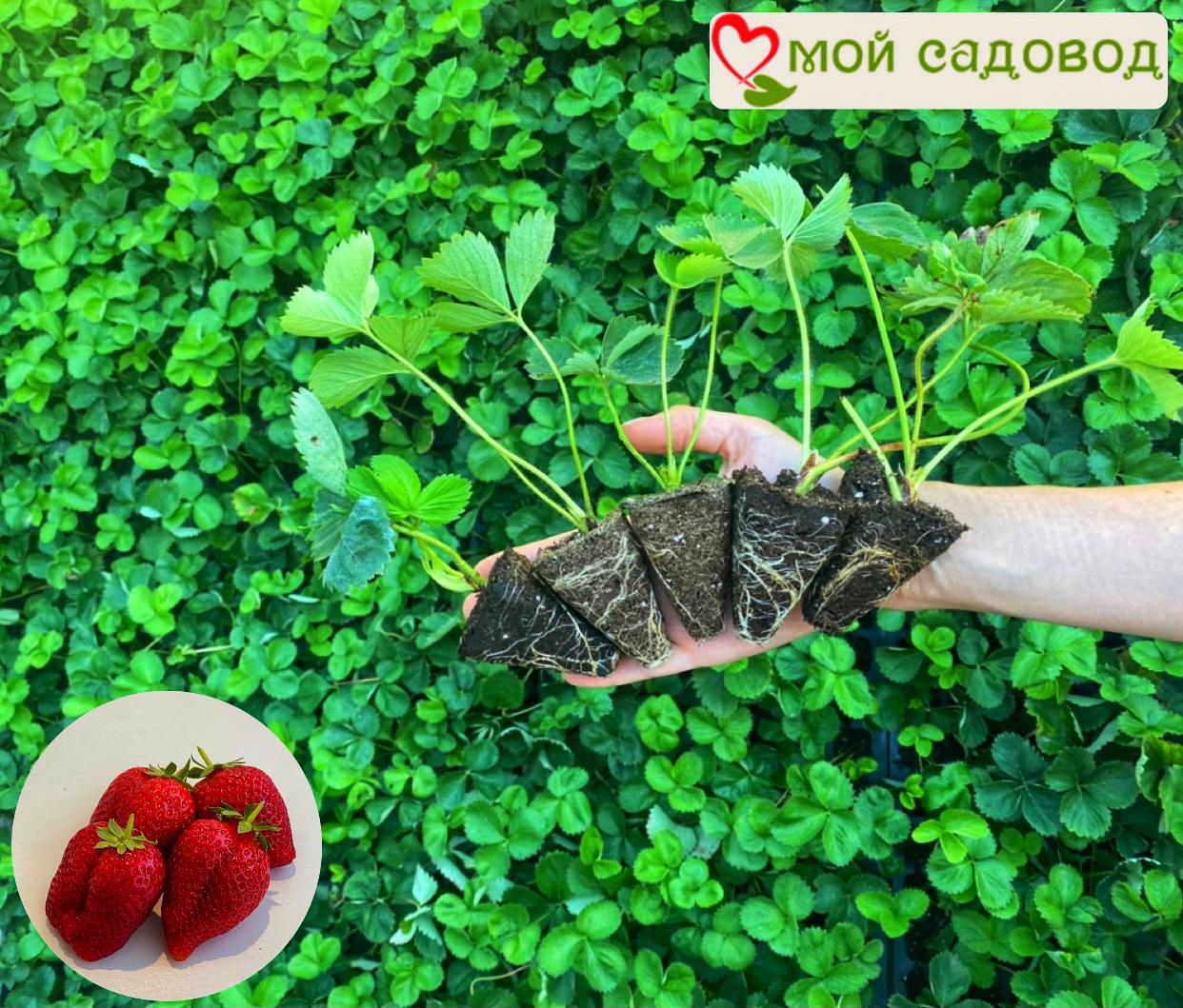 Клубника Аллегро