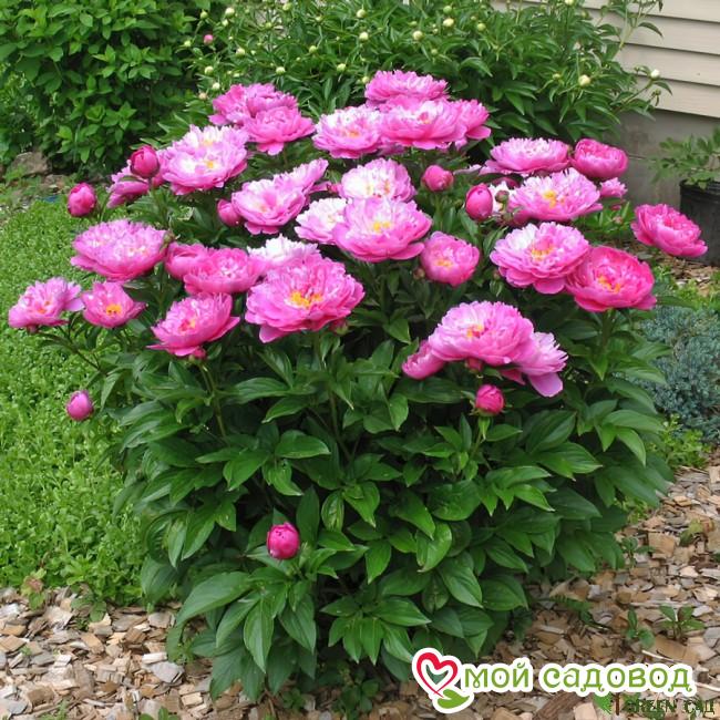 Пион Найс Гал