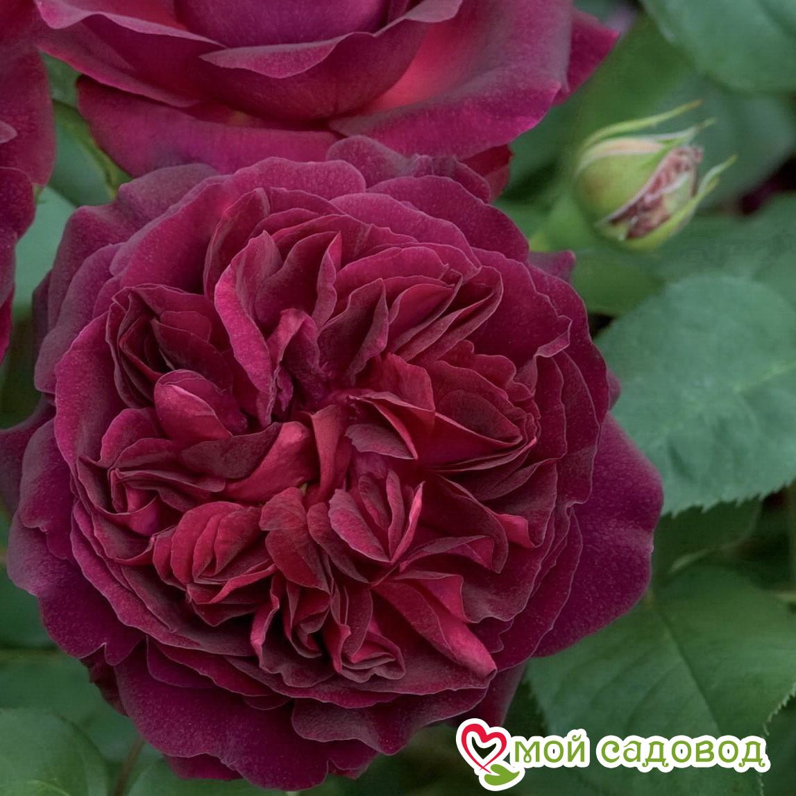 Роза парковая Принц