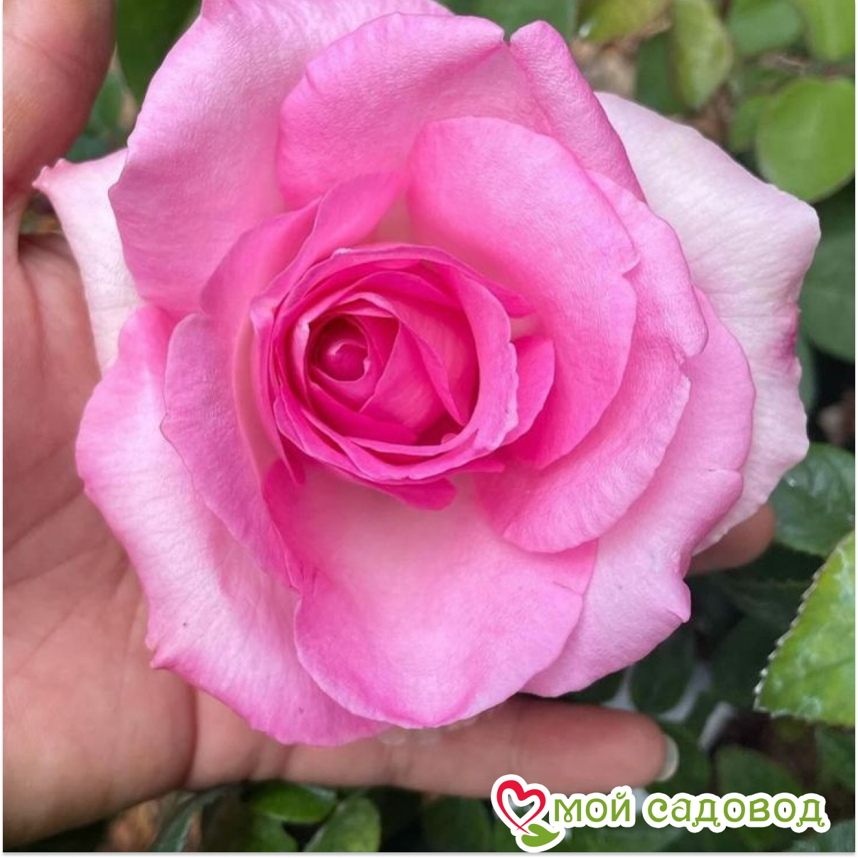 Роза Беверли чайно-гибридная