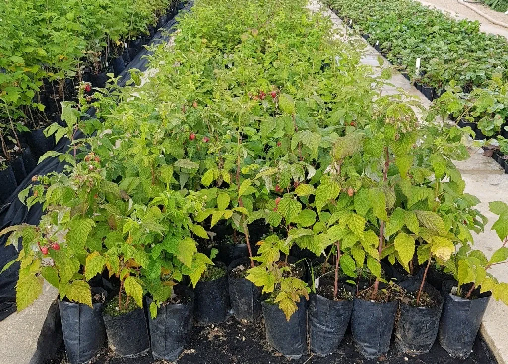 Малина Похивал